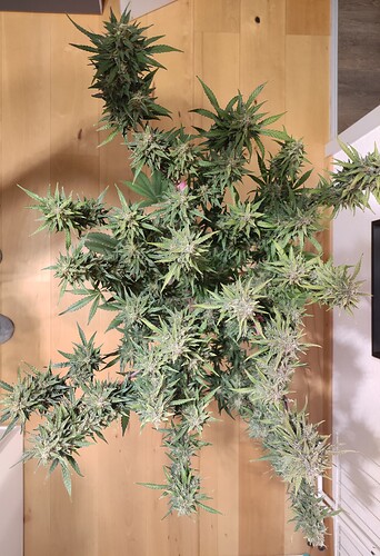 Growreport Bild 15