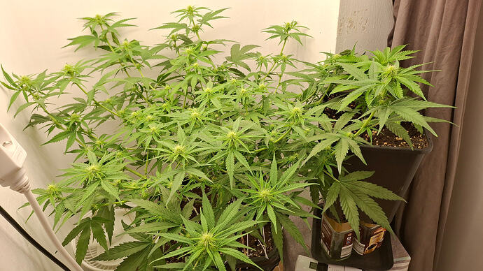 Growreport Bild 237