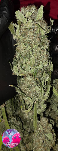 Growreport Bild 63