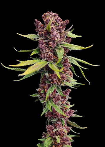 purple-cookies-fast-version