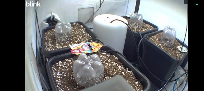 Screenshot_2025-09-11-21-59-50-587_com.immediasemi.android.blink