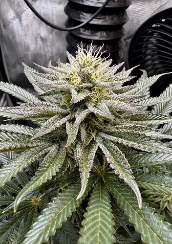 Growreport Bild 4