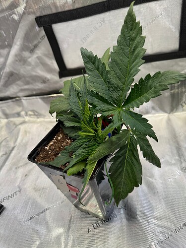 Growreport Bild 25