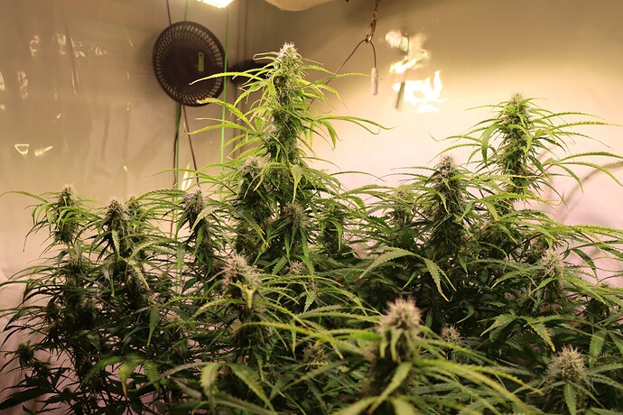 Growreport Bild 1