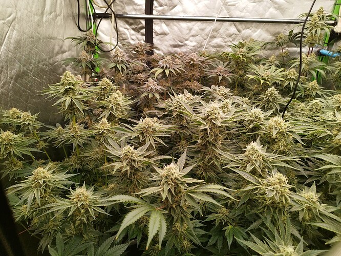 Growreport Bild 14