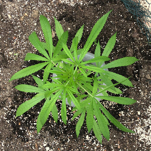 Grow26_0702_12