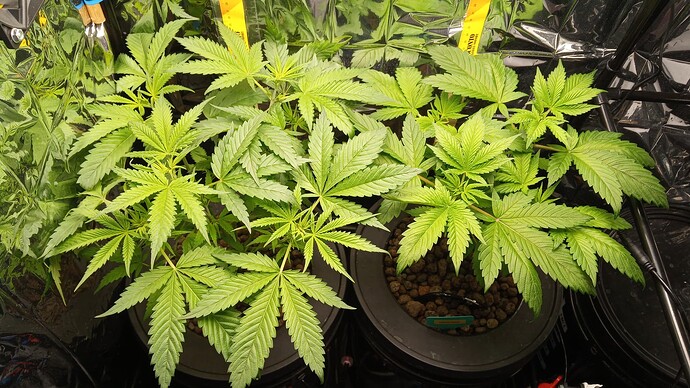 Growreport Bild 1