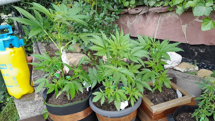 Growreport Bild 30