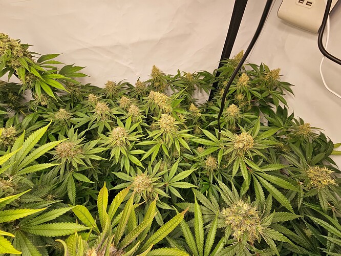 Growreport Bild 4