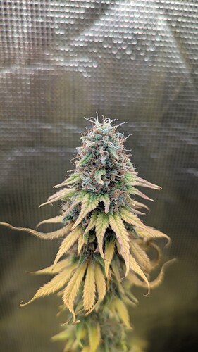 Growreport Bild 6