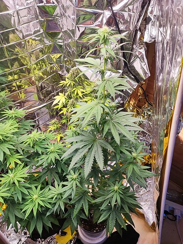 Growreport Bild 1