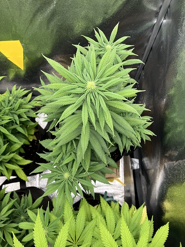Growreport Bild 9