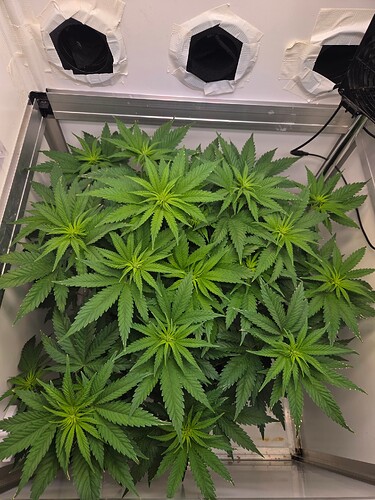 Growreport Bild 2