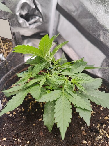 1_LST