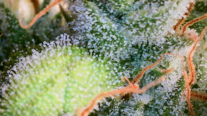 Growreport Bild 14