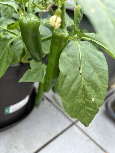 Growreport Bild 21