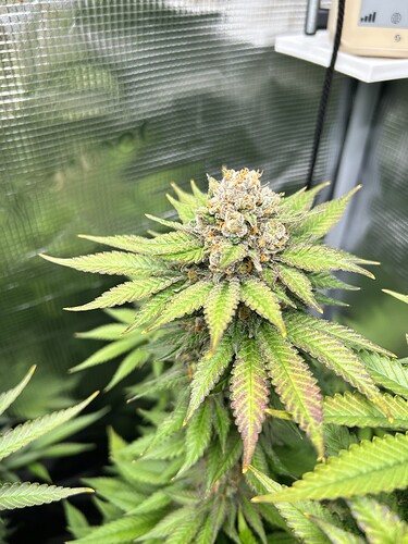 Eine blühende Cannabis-Pflanze in einem Growzelt, die sich in der finalen Phase befindet.