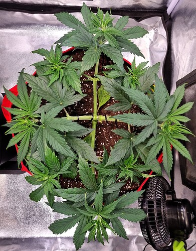 Growreport Bild 8