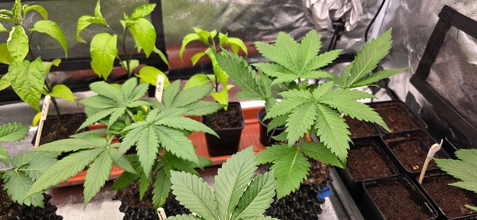 Growreport Bild 4