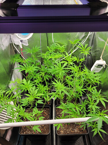 Growreport Bild 6