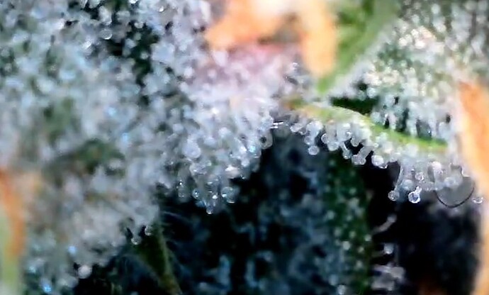 Growreport Bild 44