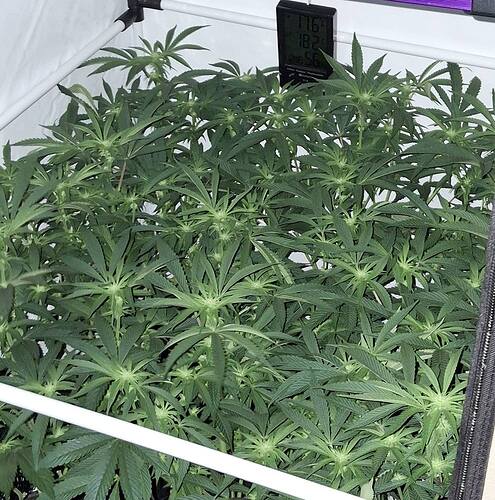 Growreport Bild 5