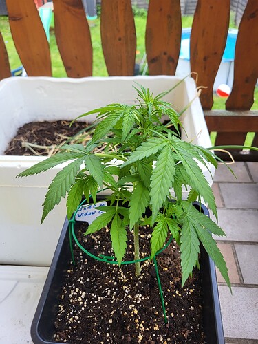Growreport Bild 6
