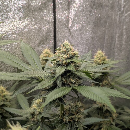 Growreport Bild 14