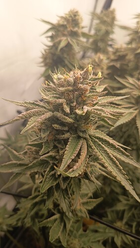 Growreport Bild 17