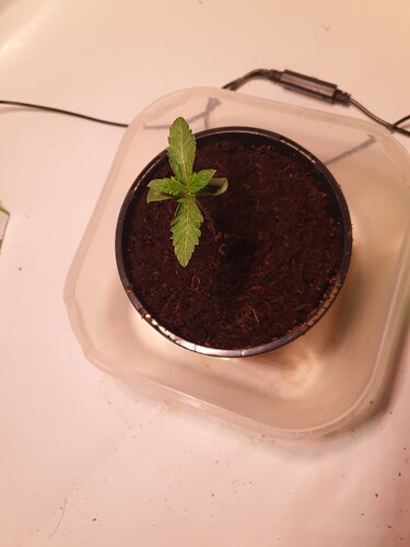 Growreport Bild 3