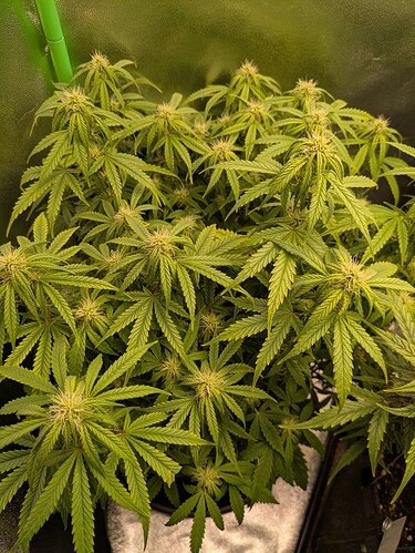 Growreport Bild 8