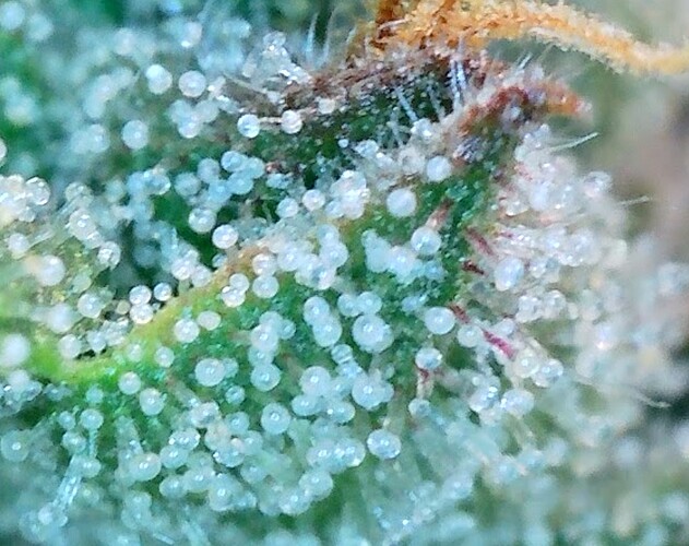 Screenshot_20241008_114159_Gallery