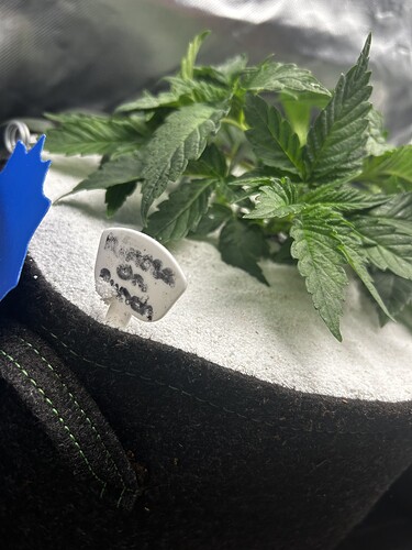 Growreport Bild 20
