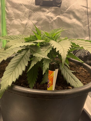 Growreport Bild 12
