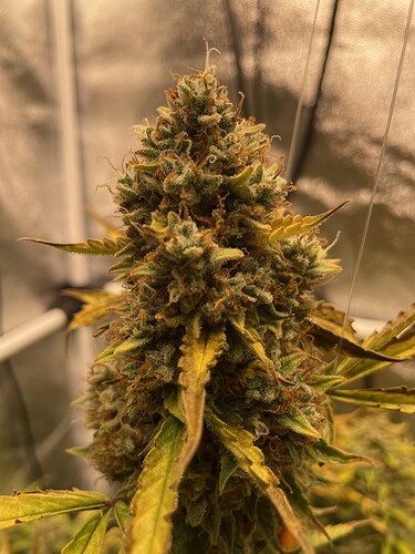 Growreport Bild 20