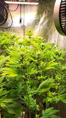 Mehrere Cannabis-Pflanzen in der frühen Blütephase unter einer LED-Lampe in einem Growzelt.
