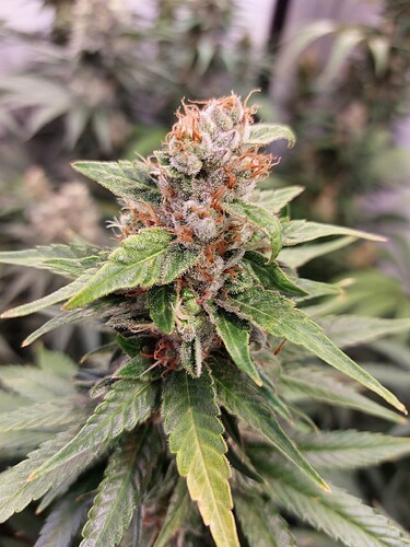Growreport Bild 1