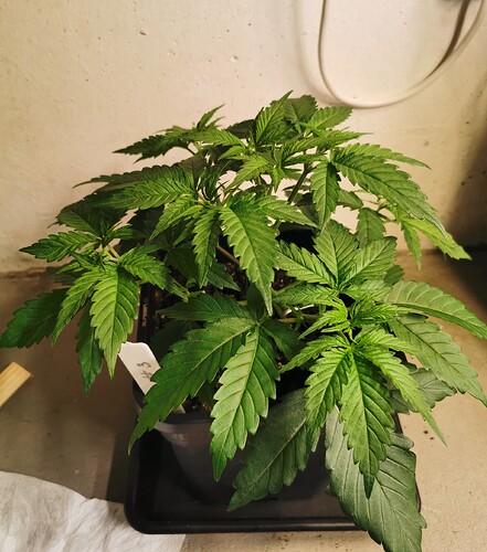 Growreport Bild 2