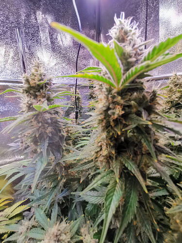 Growreport Bild 29