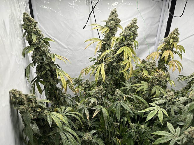 Growreport Bild 3