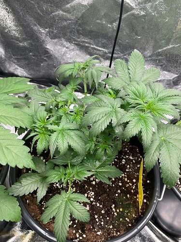 GSO