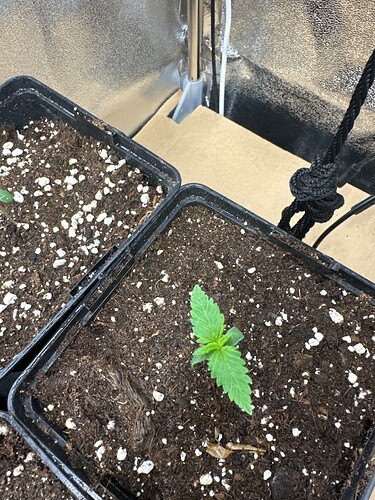 Growreport Bild 67