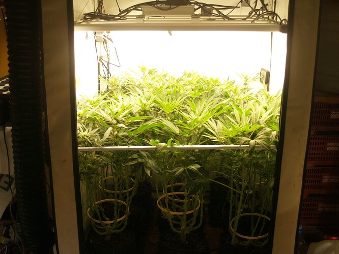 Growreport Bild 7