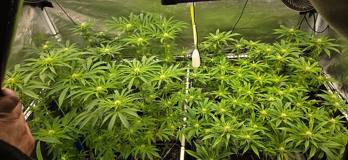 Growreport Bild 13