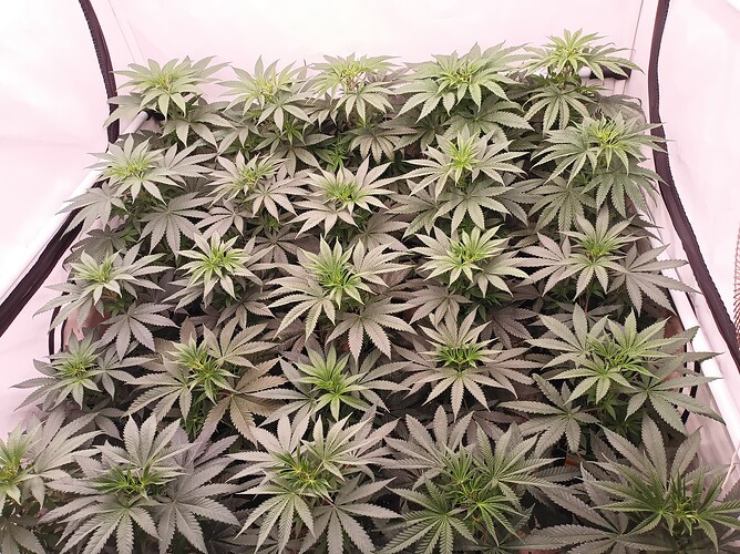 Growreport Bild 6