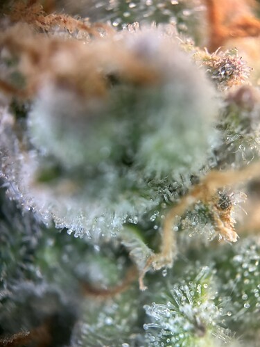 Growreport Bild 77