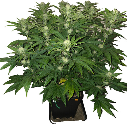 Growreport Bild 6