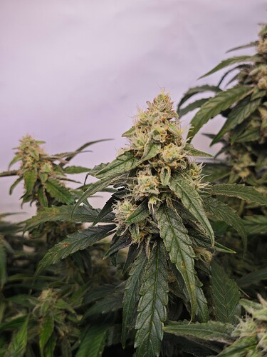 MVIMG_20251114_155815