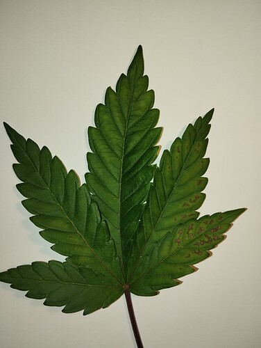 Growreport Bild 25