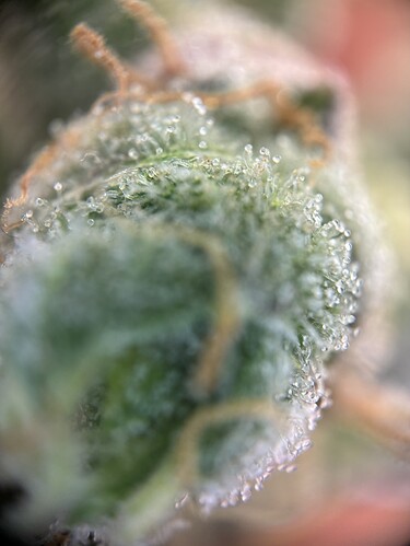 Growreport Bild 34